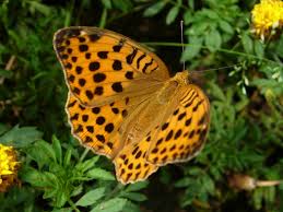 Attēlu rezultāti vaicājumam “Argynnis laodice male”