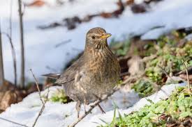 Attēlu rezultāti vaicājumam “Turdus merula female”