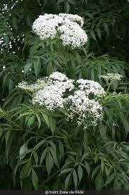 Attēlu rezultāti vaicājumam “Sambucus nigra flower”