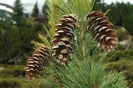 Attēlu rezultāti vaicājumam “Pinus”