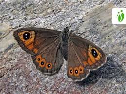 Attēlu rezultāti vaicājumam “Lasiommata maera underside”