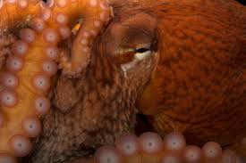 Image result for Enteroctopus dofleini