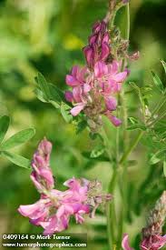 Image result for Onobrychis viciifolia