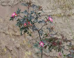 Attēlu rezultāti vaicājumam “Rosa glauca flower”