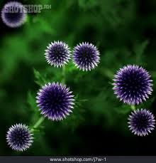 Image result for Blaudistel