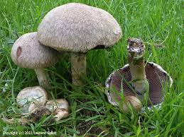 Attēlu rezultāti vaicājumam “Psathyrella lacrymabunda”