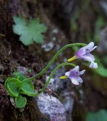 Attēlu rezultāti vaicājumam “Pinguicula vulgaris leaf”