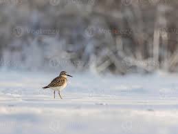 Attēlu rezultāti vaicājumam “Calidris minuta”