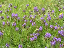 Attēlu rezultāti vaicājumam “Astragalus danicus”