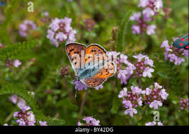 Attēlu rezultāti vaicājumam “Lycaena alciphron underside”