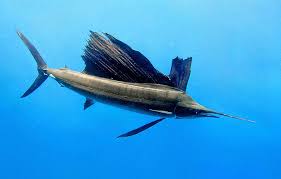 Image result for Istiompax indica