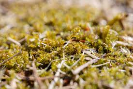 Attēlu rezultāti vaicājumam “Cribraria vulgaris stalked”