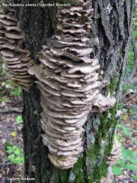 Attēlu rezultāti vaicājumam “Bjerkandera adusta”