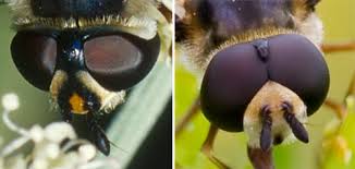 Attēlu rezultāti vaicājumam “Didea alneti”