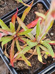 Image result for Oenothera odorata