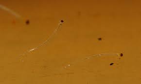 Attēlu rezultāti vaicājumam “Pilobolus crystallinus”