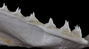 Image result for Squatina dumeril