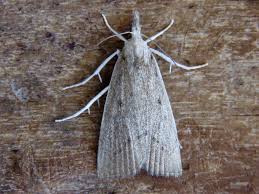 Attēlu rezultāti vaicājumam “Calamotropha paludella”