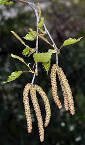 Attēlu rezultāti vaicājumam “Betula pendula flower”