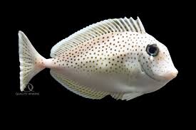 Image result for Naso unicornis