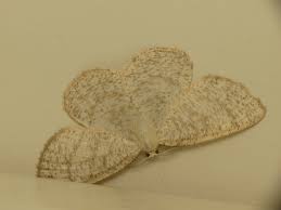 Attēlu rezultāti vaicājumam “Cabera exanthemata”