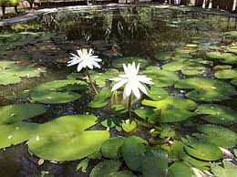 Attēlu rezultāti vaicājumam “Nymphaeaceae”