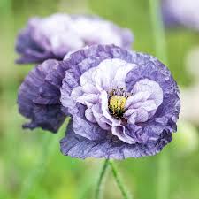 Image result for Papaver rhoeas 'Shirley'