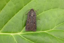 Attēlu rezultāti vaicājumam “Euxoa nigricans”