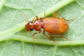 Attēlu rezultāti vaicājumam “Leistus ferrugineus”