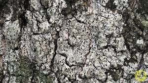 Attēlu rezultāti vaicājumam “Acrocordia gemmata”