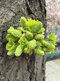 Attēlu rezultāti vaicājumam “Ginkgo biloba male flower”
