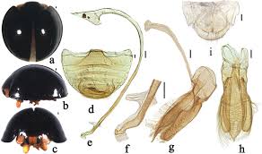 Attēlu rezultāti vaicājumam “Chilocorus renipustulatus”