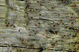 Attēlu rezultāti vaicājumam “Chaenotheca brunneola”