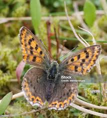 Attēlu rezultāti vaicājumam “Lycaena tityrus female”