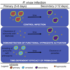 Attēlu rezultāti vaicājumam “Enteridium olivaceum plasmodium”