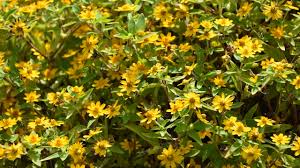 Attēlu rezultāti vaicājumam “Melampsoridium sp.”