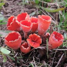 Attēlu rezultāti vaicājumam “Microstoma protracta”