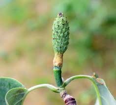 Attēlu rezultāti vaicājumam “Magnolia acuminata fruit”