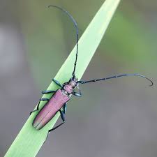 Attēlu rezultāti vaicājumam “Aromia moschata”