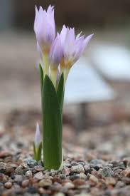Attēlu rezultāti vaicājumam “Colchicum szovitsii subsp. szovitsii flower”