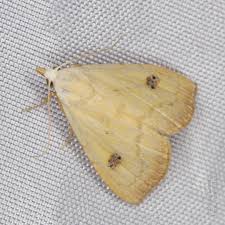 Attēlu rezultāti vaicājumam “Rivula sericealis”