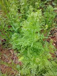 Attēlu rezultāti vaicājumam “Cardamine impatiens”