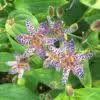 Image result for Tricyrtis `Black Beauty`