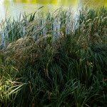 Attēlu rezultāti vaicājumam “Calamagrostis purpurea fruit”