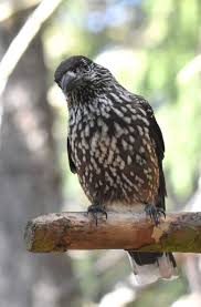 Attēlu rezultāti vaicājumam “Nucifraga caryocatactes”