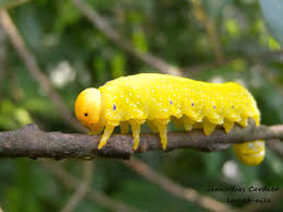 Attēlu rezultāti vaicājumam “Cimbex luteus”