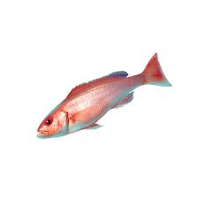 Image result for Rhomboplites aurorubens