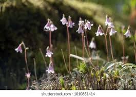 Attēlu rezultāti vaicājumam “Linnaea borealis flower”