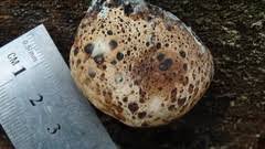 Attēlu rezultāti vaicājumam “Neocudoniella albiceps”