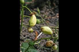 Attēlu rezultāti vaicājumam “Taphrina padi”